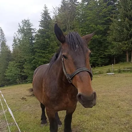 Feriehus Na Polance *