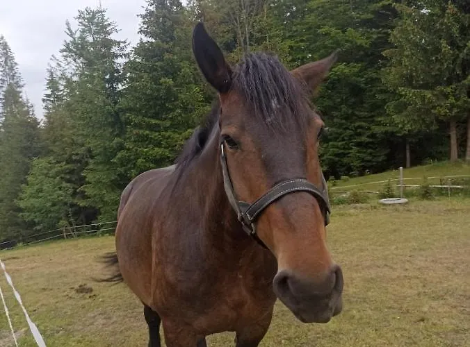 Tatil Evi Na Polance *